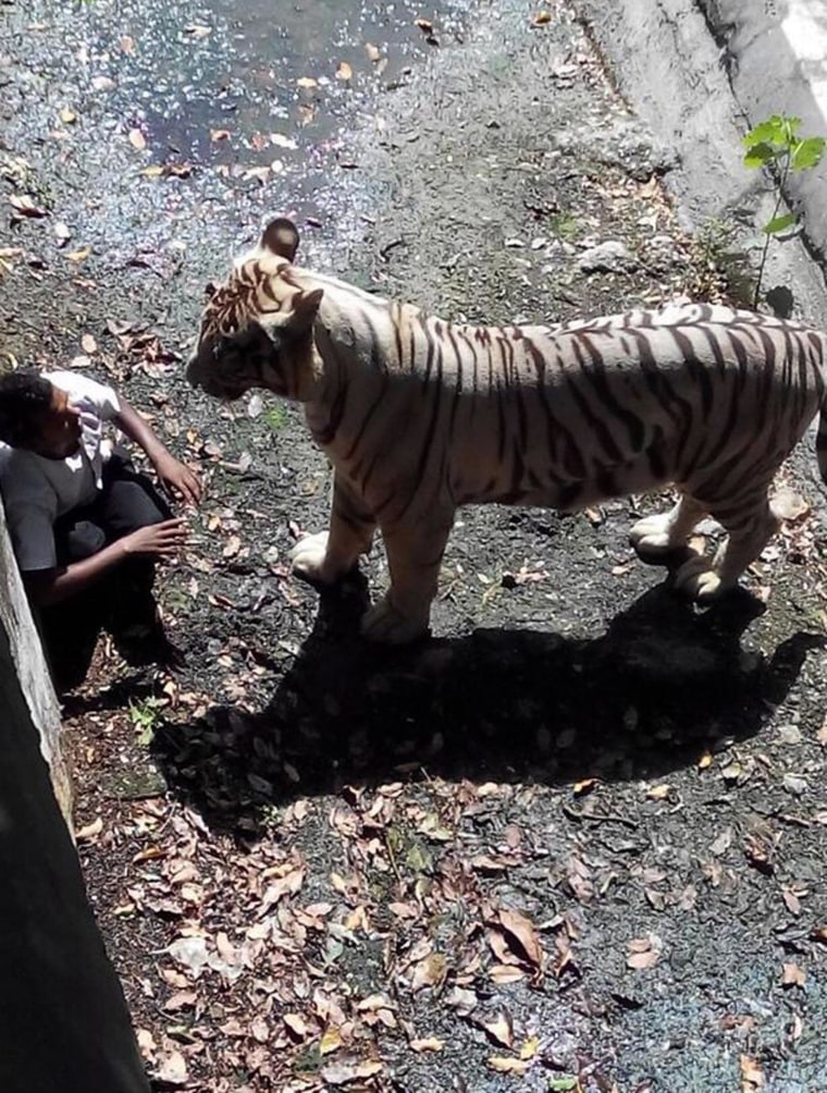 Image: An Indian schoolboy is confronted by a white tiger inside its enclosure at the Delhi Zoo