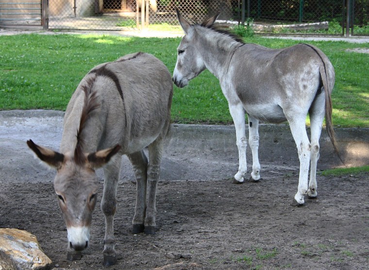 Donkeys Napoleon, left, and Antosia, stand near each other at a zoo in Poznan, Poland