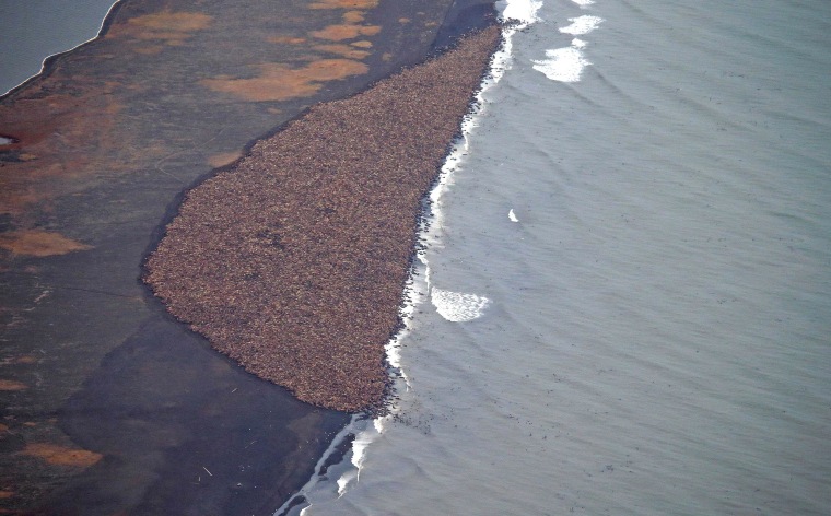Image: In this aerial photo taken on Sept. 27, 2014, some 35,000 walrus gather on shore near Point Lay, Alaska