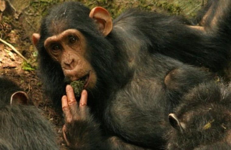Image: Sonso chimpanzee