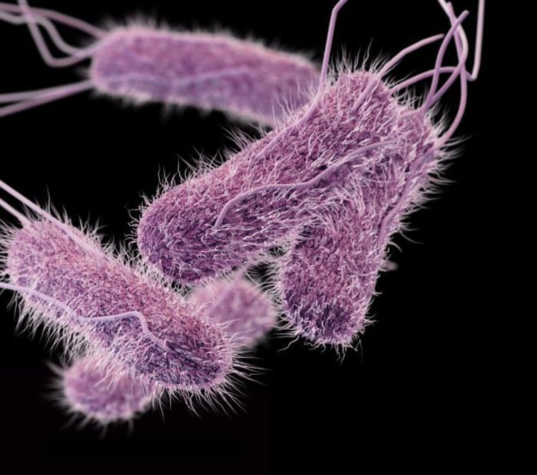 Image: Illustration of drug-resistant Salmonella serotype Typhi bacteria