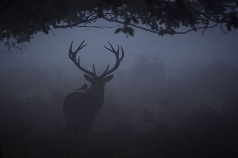 Image: First Day Of Autumn In Richmond Park