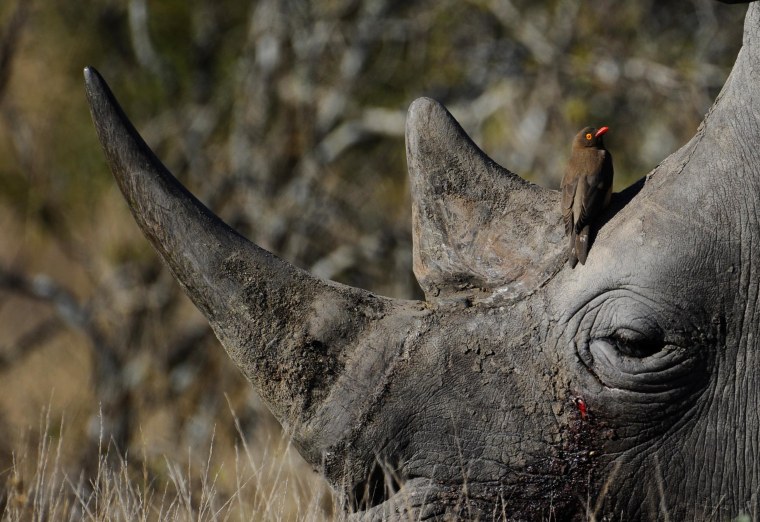 Image: White rhino in South Africa's Kruger National Park