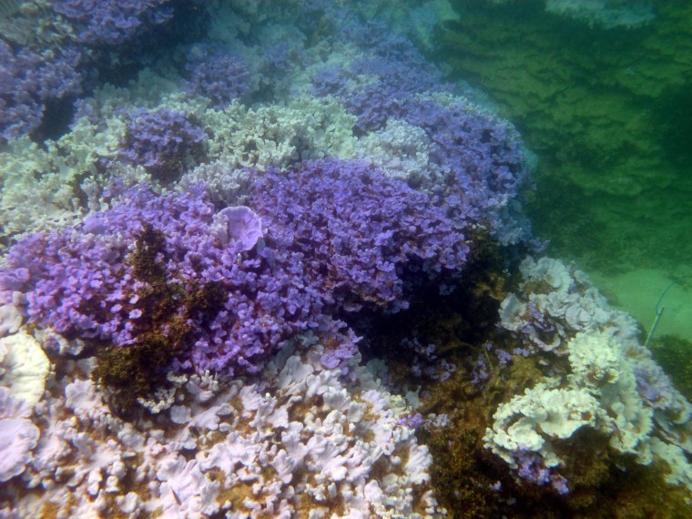 Image: Bleached coral