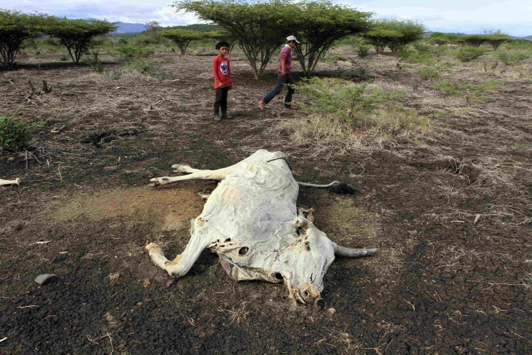 Image: Children look at the carcass of a cow in San Francisco Libre, Nicaragua