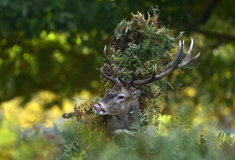 Image: A male red deer