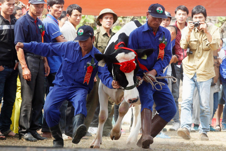 Image: A cow is shown to the crowd during the "Miss Milk Cow" beauty contest in Moc Chau, Vietnam.