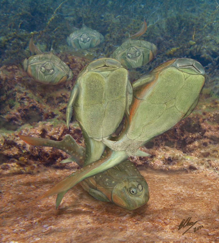 An artist's conception shows two ancient fish (Microbrachius dicki) mating.