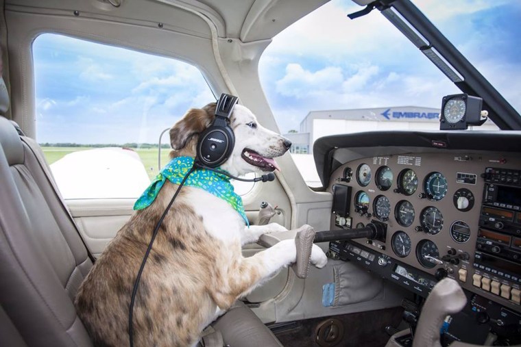 Image: Pilots N Paws