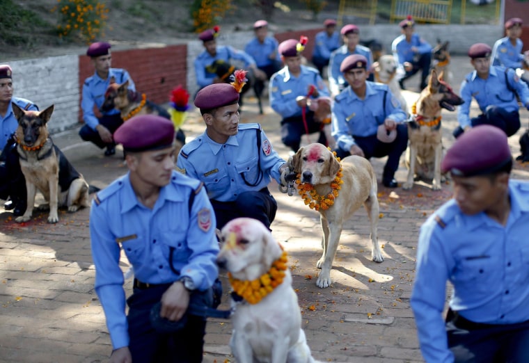 Image: Dogs during Diwali