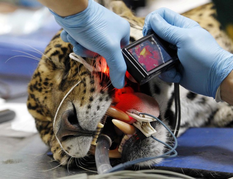 Image: A veterinarian takes a picture inside the mouth of Tango, an eleven-year-old male jaguar