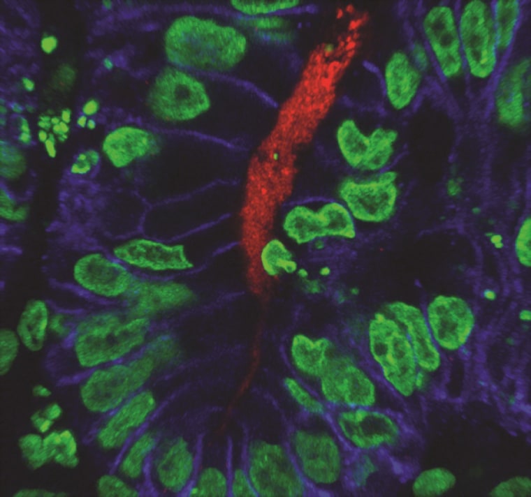 Image: Immunofluorescent image of human stomach tissue