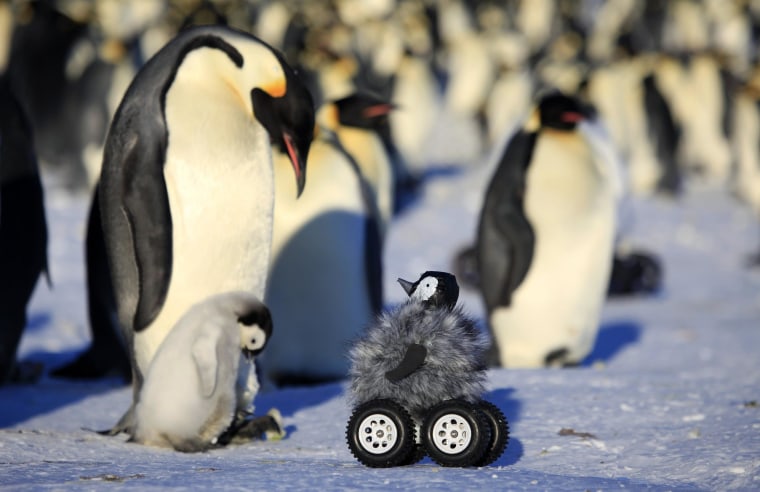 Image: Penguin Rover