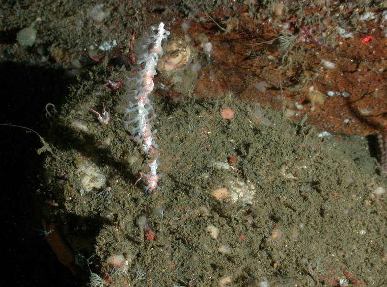 Image: A new species of deep-sea white coral found off the coast of Sonoma County, California