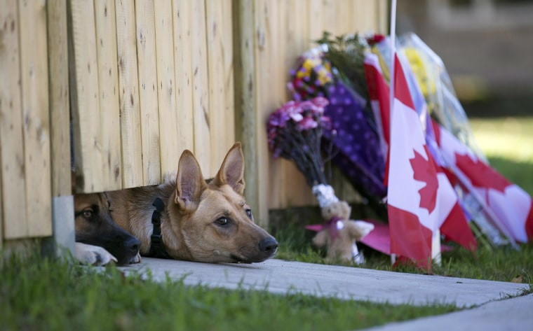 Image: Dogs peek out from under a gate at the Cirillo family home