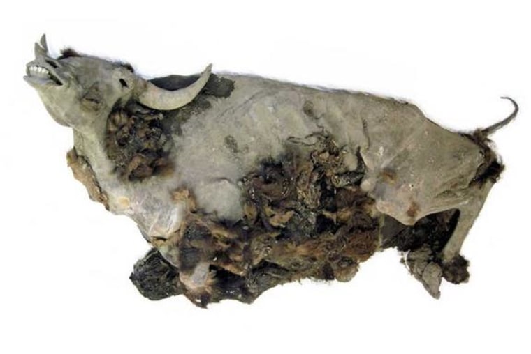 Image: Bison mummy