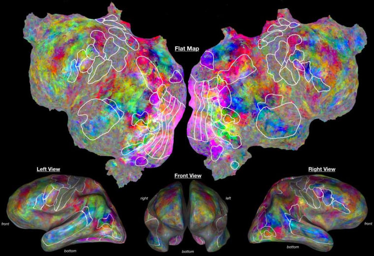 Various views of the cerebral cortex of one individual. Each location on the cortical surface has been colored to reflect the object and action categories represented there.