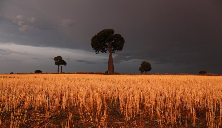Image: Freshly cut wheat stands under approaching storm clouds near Roma, Australia
