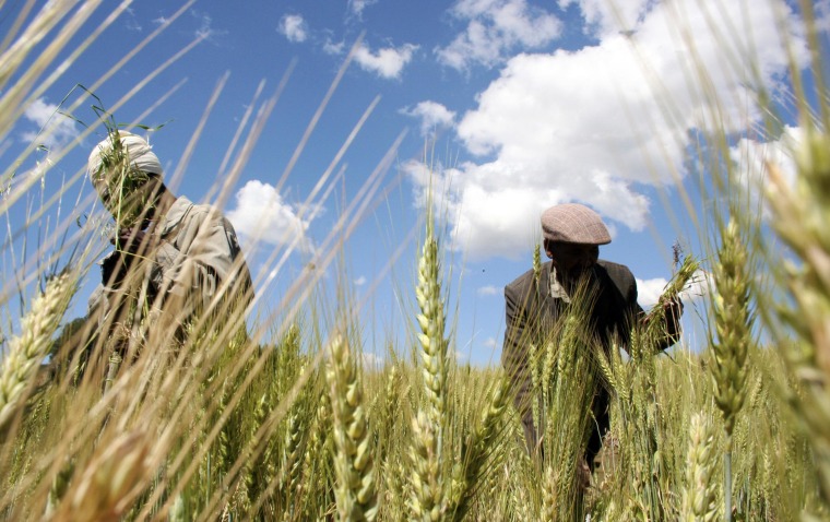 Image: Ethiopian farmers collect wheat in Abay