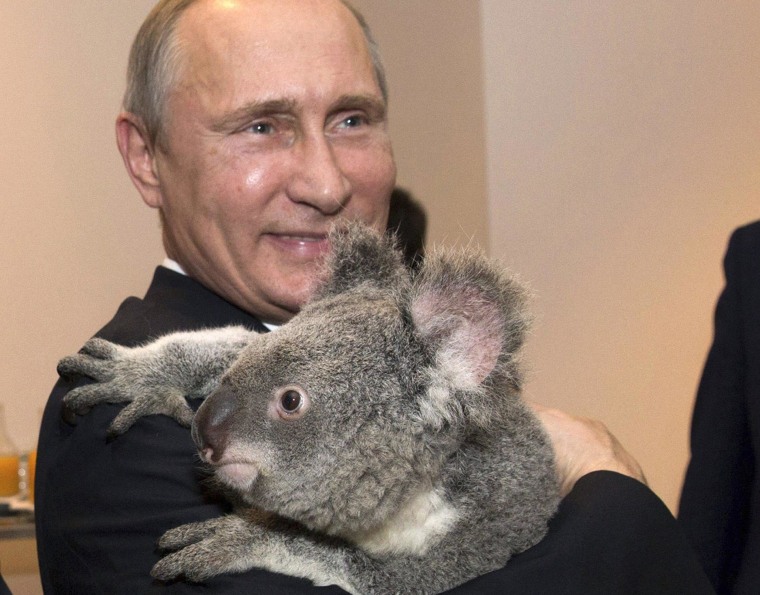 Image: G20 Australia handout photo shows Russia's President Putin holding a koala before the G20 Leaders' Summit in Brisbane
