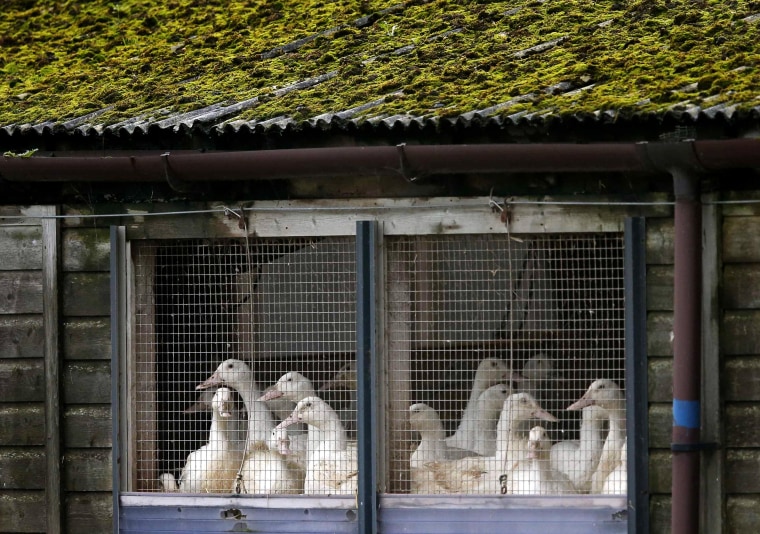 Image: Ducks in cages are seen at a duck farm in Nafferton
