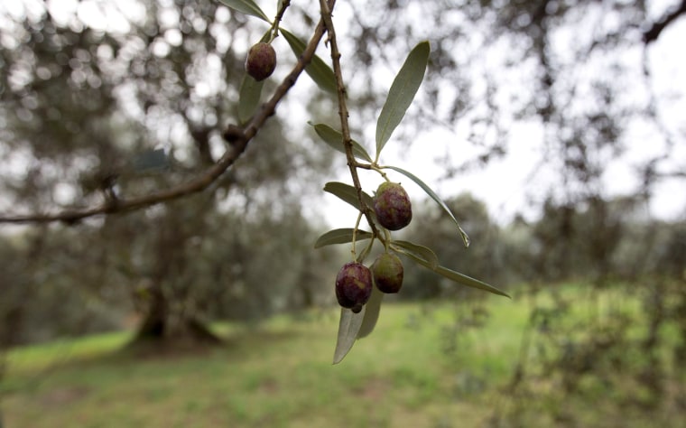 Image: Damaged olives