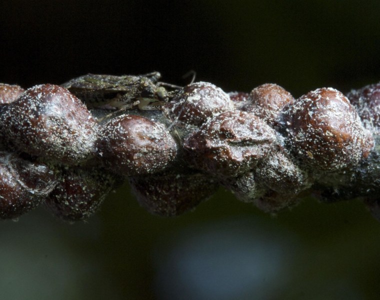 Image: A scale insect walks along a willow oak branch