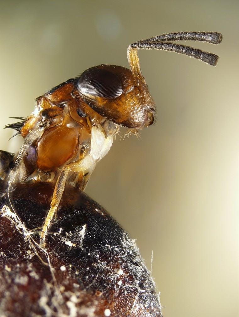 Image: A wasp emerges from a scale insect cavity