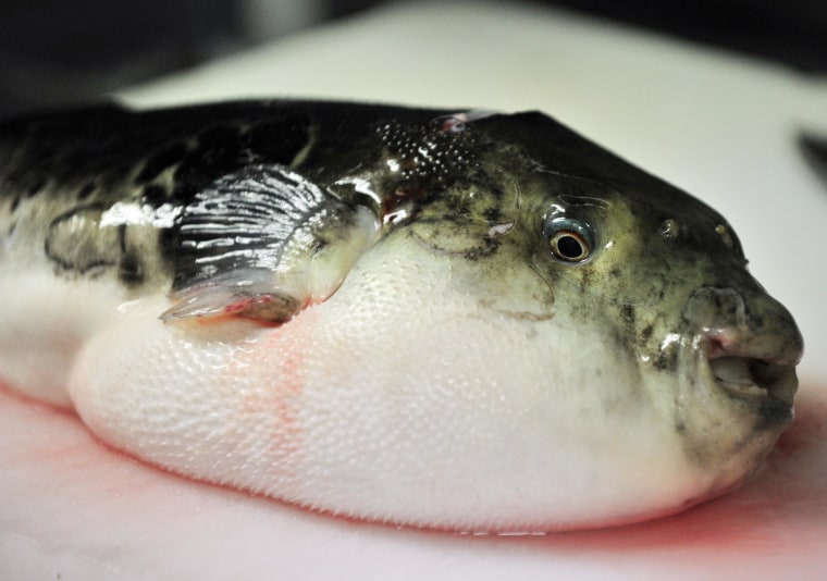 Image: A pufferfish lies on a chopping board at a Japanese restaurant