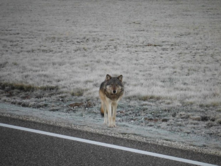 Image: Grand Canyon wolf