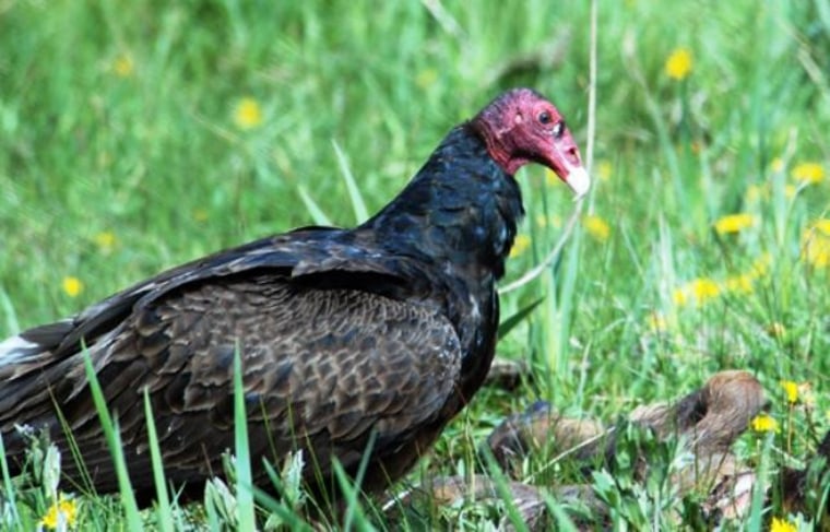 Image: Vulture and carrion