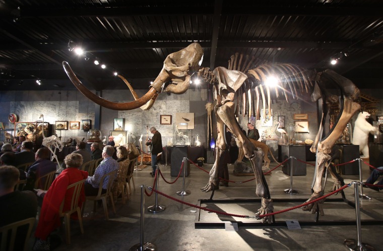 Image: Mammoth auction