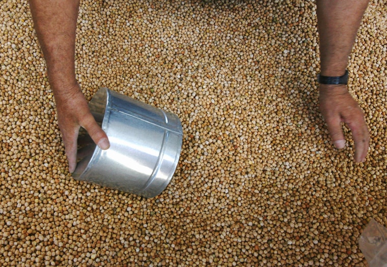 File photo of dried chickpeas, or garbanzo beans, in the northern Gaza Strip on July 4, 2006.  In the 1565 Spaniards shared a meal with Indians in St. Augustine, Florida, and according to records, they ate chickpeas or garbanzos. 