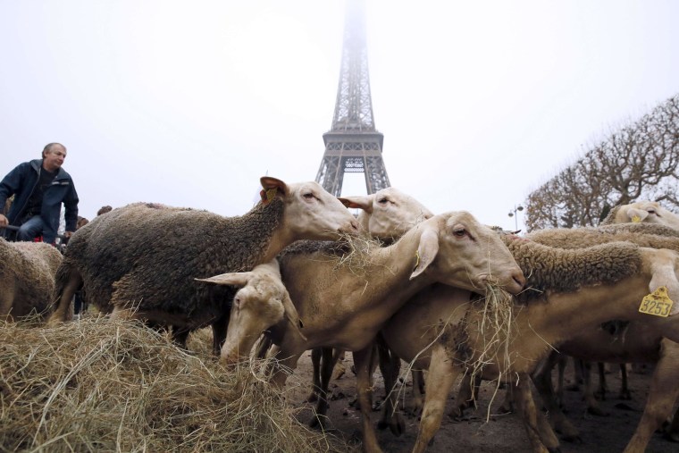 Image: Sheep graze at the Champ de Mars near the Eiffel Tower