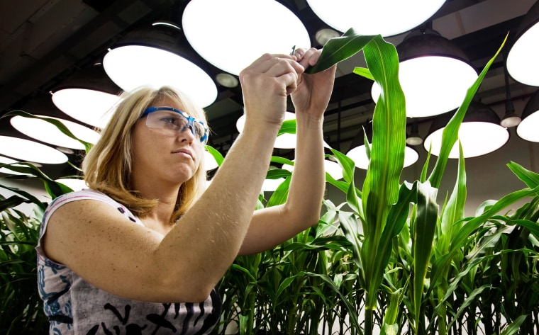 Inside the Greenhouses of Monsanto