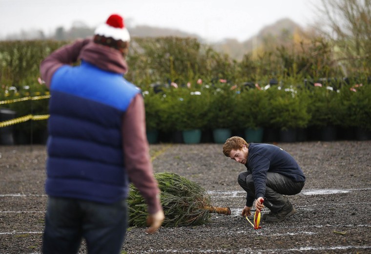 Image: A throw is measured during the UK Christmas Tree Throwing Championships in Keele