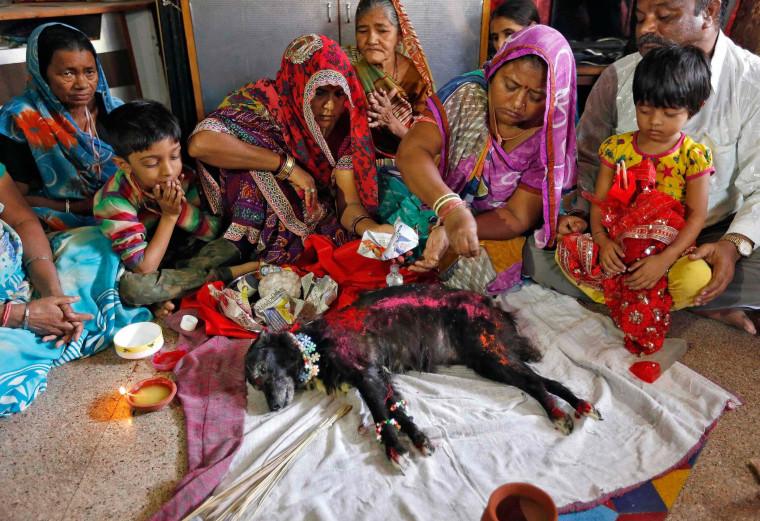 Image: A woman pours vermillion powder on the body of Sonu, a female stray dog, as part of a ritual before her burial in Ahmedabad