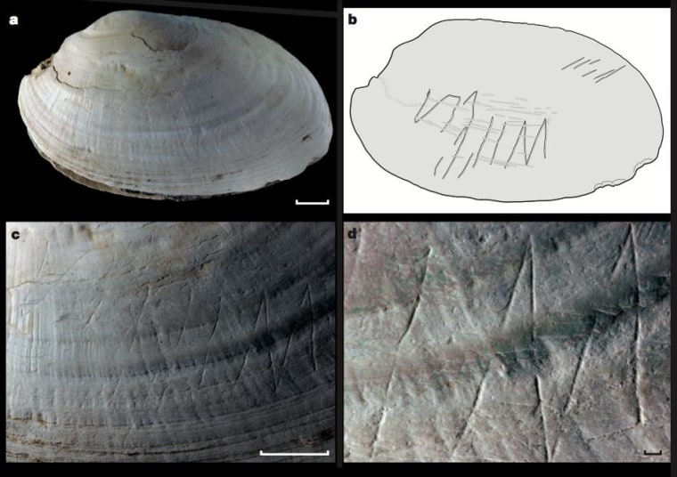Researchers focused on engravings made on the shell, and drew a cartoon to help people visualize the carvings. Perhaps Homo erectus used a sharp point, such as a shark's tooth, to make the etching, the researchers said.