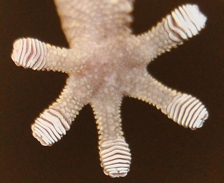 The underside of a gecko's foot, which is covered in millions of hairlike "setae" that grip the surface.