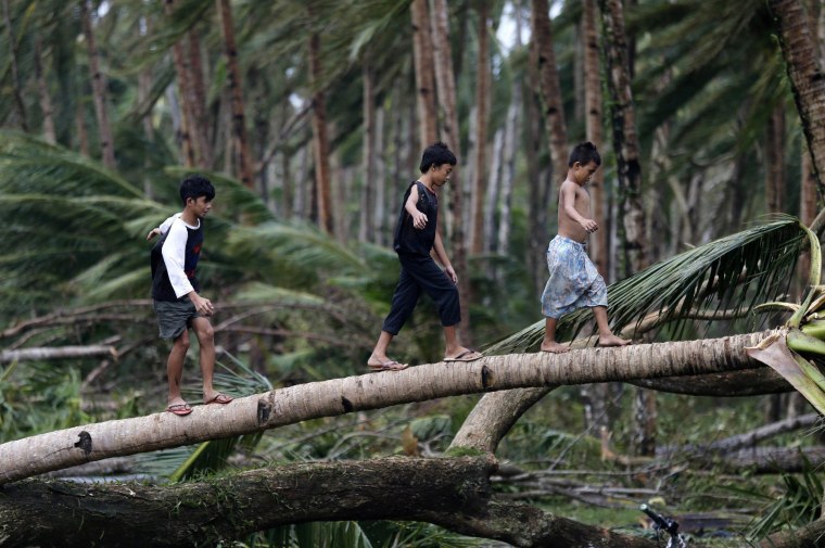Image: Filipino children play on a fallen coconut tree in the town of Taft after Typhoon Hagupit made landfall