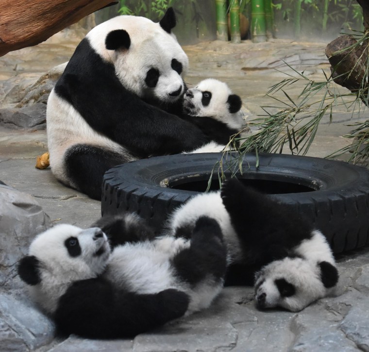 134-day-old panda triplets are reunited with their mother at the Chimelong Safari Park in Guangzhou, China, on Dec. 9, 2014.