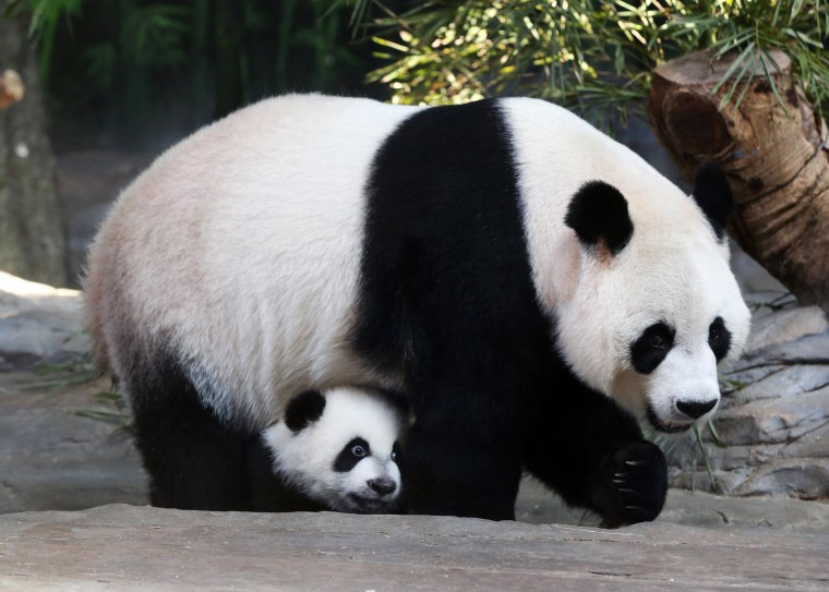 Image: Mother giant panda Juxiao is seen with one of her triplets at Chimelong Safari Park