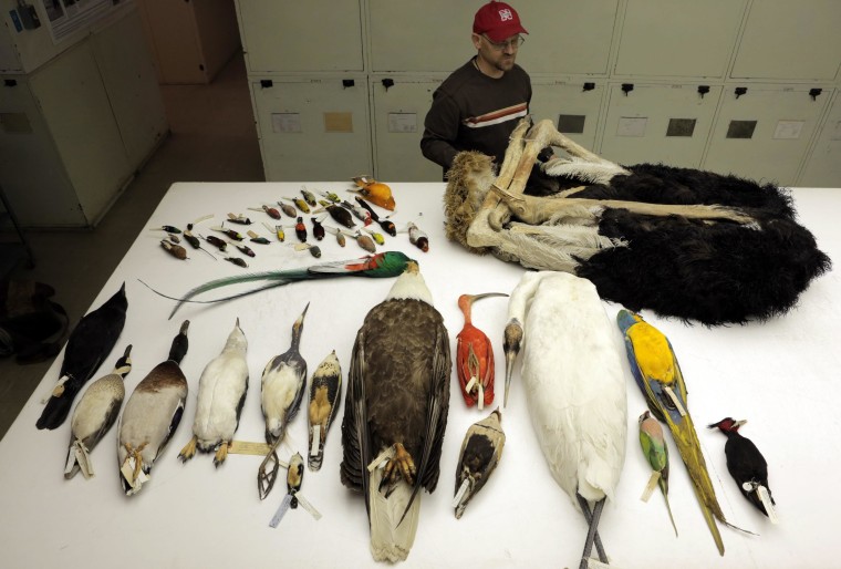 Image: Bird specimens