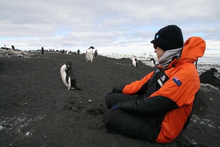Image: Adelie penguins
