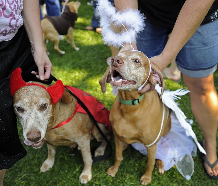 Gunner (L) and Sassy, both Vizsla Hungar