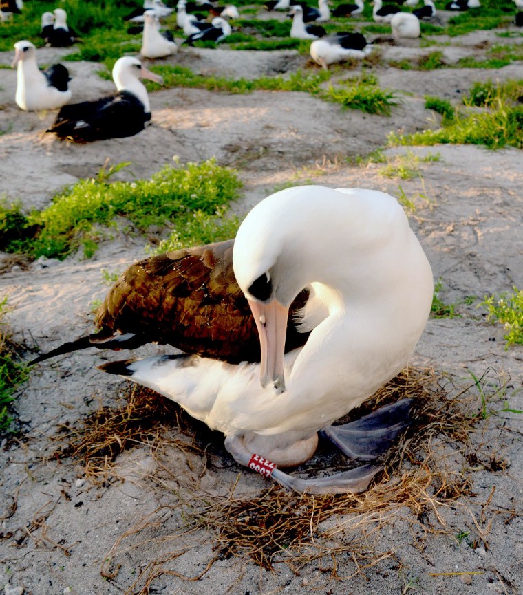 Image: Wisdom the Laysan albatross