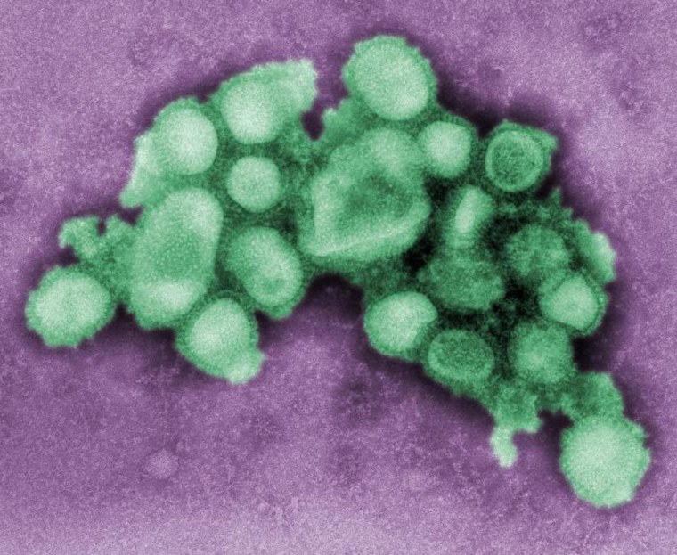 Influenza virus