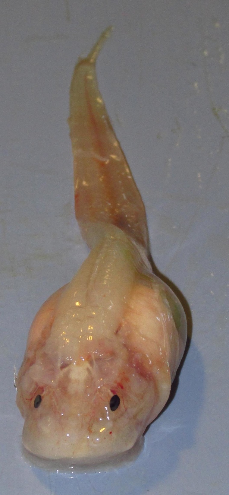 Image: Snailfish