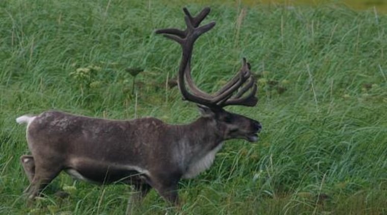 Image: Reindeer