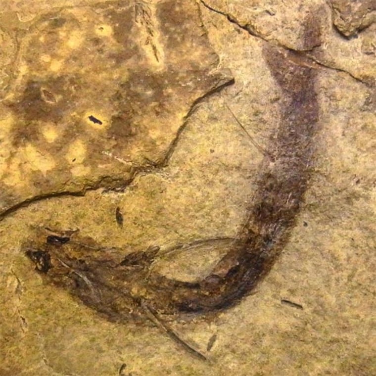 Image: Fossilized fish with eye tissues intact